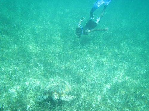 Teenager snorkelling with a turtle in Belize